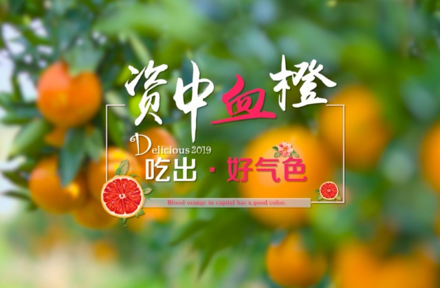 資中血橙產業(yè)宣傳片