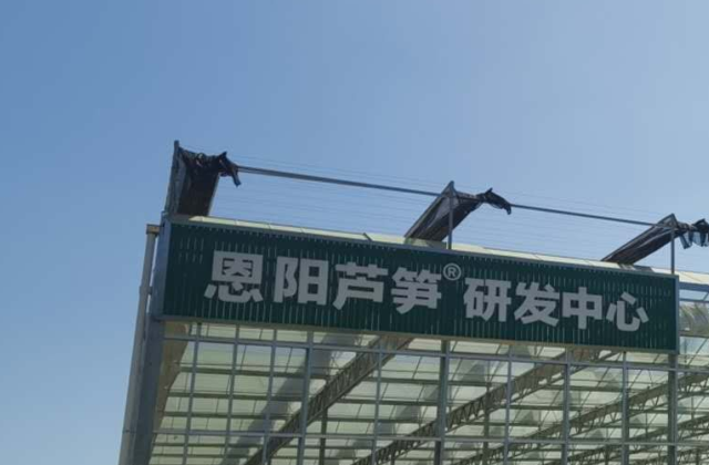 四川龍騰文化就“恩陽蘆筍”項目進行踩點